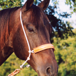 Martin Saddlery Headsetter Tiedown Rope with Leather Cover