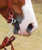 Comparison of snaffle and curb horse bits