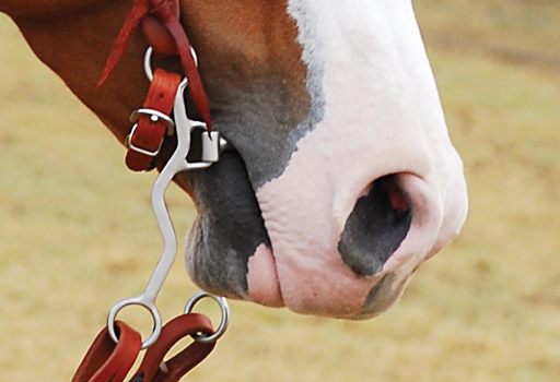 Comparison of snaffle and curb horse bits