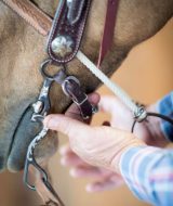 Correct horse bit fit in the mouth