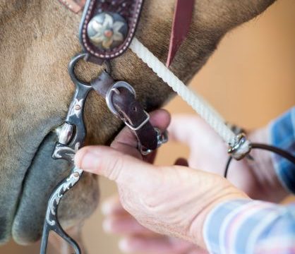 Correct horse bit fit in the mouth