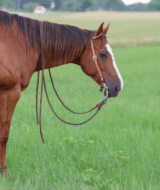 Horse standing quietly with a correctly fitted bit