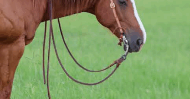Horse standing quietly with a correctly fitted bit